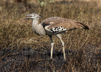 One kori bustard feeding on insects in burnt veld