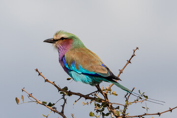 One lilac-breasted roller perched on a twig with light blue sky background