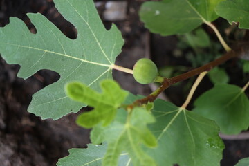 Figowiec pospolity Ficus carica figa karyjska © Perovskia