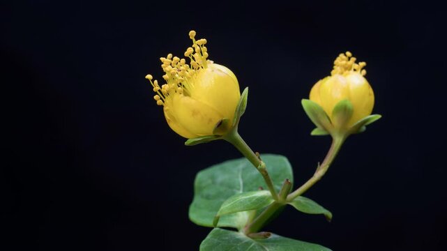 Hypericum flowering time-lapse photography