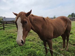 Horse at a farm close view background, cute horse head, feeding the horse