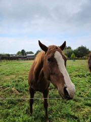 Horse at a farm close view background, cute horse head, feeding the horse