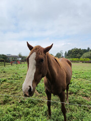 Obraz premium Horse at a farm close view background, cute horse head, feeding the horse