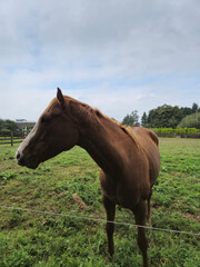 Fototapeta premium Horse at a farm close view background, cute horse head, feeding the horse