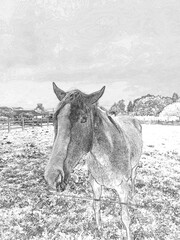 Horse at a farm close view background, cute horse head, feeding the horse pencil drawn sketch