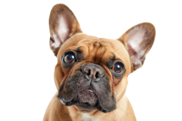 French bulldog makes a confused expression on a white background
