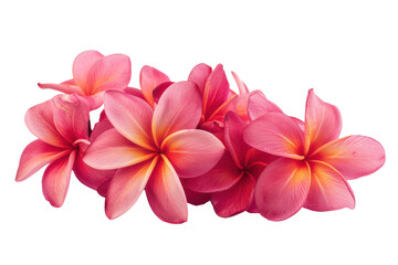Obraz premium Frangipani flowers drawn with graphics on a white background