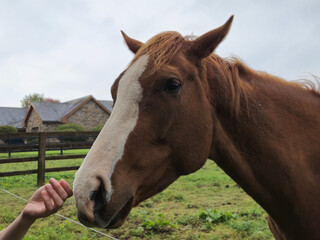 Obraz premium Horse at a farm close view background, cute horse head, feeding the horse