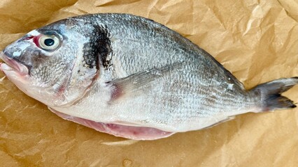close up on brown parchment paper lies a whole raw Dorado fish cleaned of entrails. top view. dinner