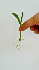 close up dendrobium noble green sprout in hand on grey background root. orchid . side view