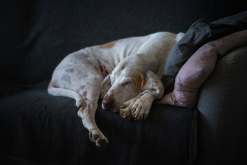 Chien de franche comte or porcelaine hound sleeping on a sofa