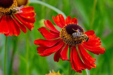A bee sitting Helenium Moerheim Beauty sneezeweed in flower during the summer months. Wetern Honey Bee Apis mellifera on helenium flower. High quality photo