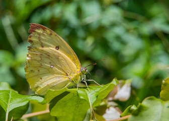 Butterfly Emigrant