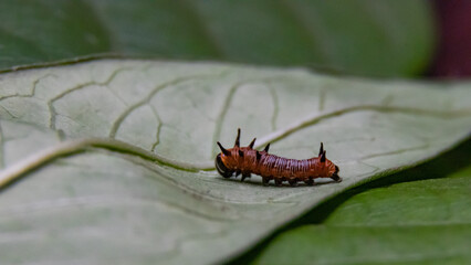 Caterpillar on a leaf
