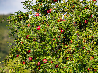 Reife Äpfel auf einem Apfelbaum