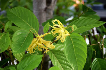 Ylang-Ylang flowers on a tree, Cananga odorata (Lamk.), also known as the perfume tree.