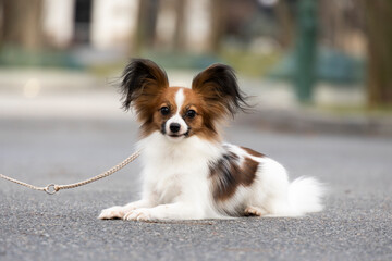 portrait of a beautiful white sable puppy Papillon Chihuahua Spitz Chinese Crested. the dog lies in the park on the road