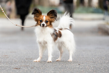 beautiful white sable puppy Papillon Chihuahua Spitz Chinese Crested. the dog stands in a stance