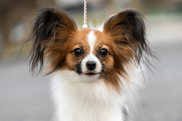 portrait of a beautiful white sable puppy Papillon Chihuahua Spitz Chinese Crested. dog flying, photo in motion, dog jumping