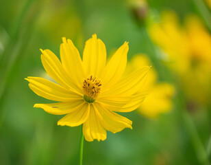 Obraz premium Close Up of a Yellow Flower in a Field and Copy Space