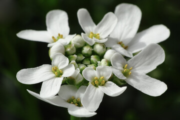 white blossom a ribbon flower against a dark background