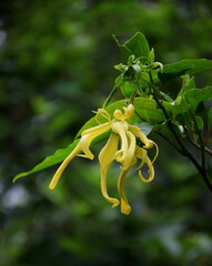 Ylang-Ylang flowers on a tree, Cananga odorata (Lamk.), also known as the perfume tree.