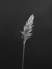 Fototapeta premium Single feather on black