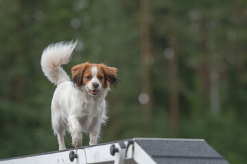 Kooikerhondje is running on the boom on a dog agility course