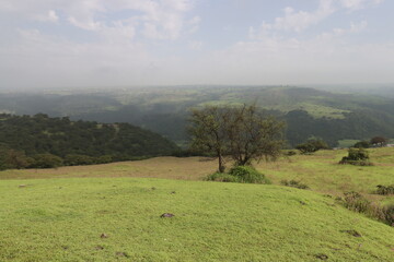 Wadi Darbat in Salalah, Sultanate of Oman , green grass with tree and cloudy sky