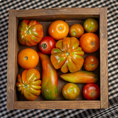 Tomates diferentes variedades sobre fondos de madera y trapo rustico con posibilidad de incluir texto