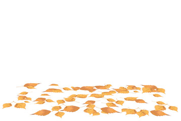 Autumn birch leaves were falling from the trees. On isolated transparent background.