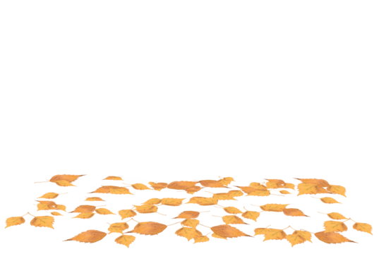 Autumn birch leaves were falling from the trees. On isolated transparent background. - Powered by Adobe