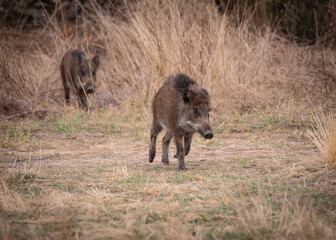 Wild boar walking through the Iberian pasture in summer