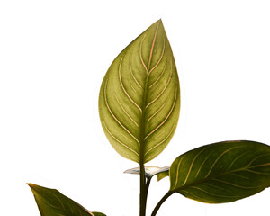 Close-up silhouette of Aglaonema rotundum tiger leaves in the garden against to afternoon sunlight on white background