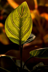 Close-up silhouette of Aglaonema rotundum tiger leaves in the garden against to afternoon sunlight