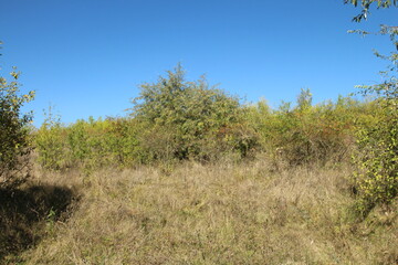 A grassy area with trees