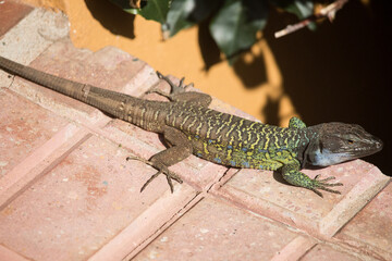 The true lizard or sometimes simply lizard