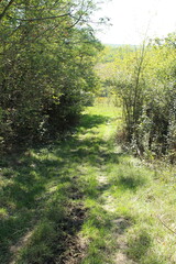 A path through a forest