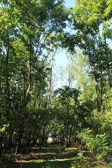 Fototapeta premium A forest with trees