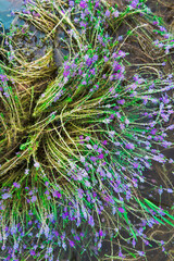 Natural aquatic plants in the rainy season in Myanmar.