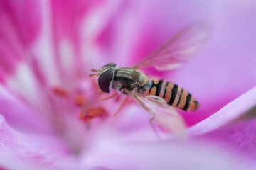 Fly species,sometimes called the marmalade hoverfly