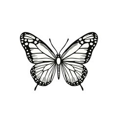 vector Butterfly 
