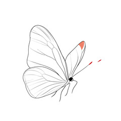 vector Butterfly 