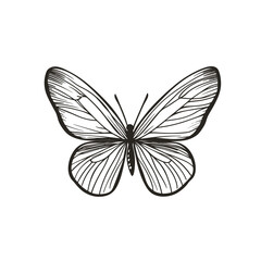 vector Butterfly 