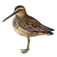 Common Snipe transparent icon | Icon | Anime