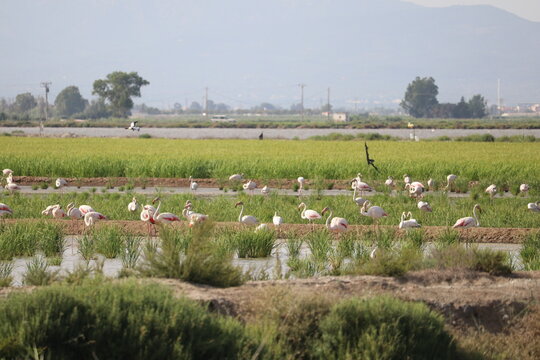 Flamencos en los arrozales de La llacuna de la Tancada en Amposta, Delta del Ebro, Catalunya