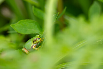 葉の上で休むアマガエル