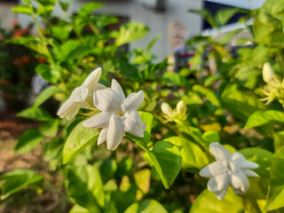 White jasmine flowers bloom in a garden under the morning sunlight