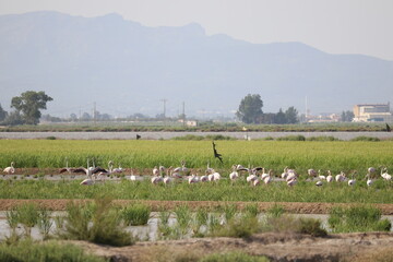 Fototapeta premium Flamencos en los arrozales de La llacuna de la Tancada en Amposta, Delta del Ebro, Catalunya