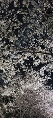 cherry blossoms , 벚꽃